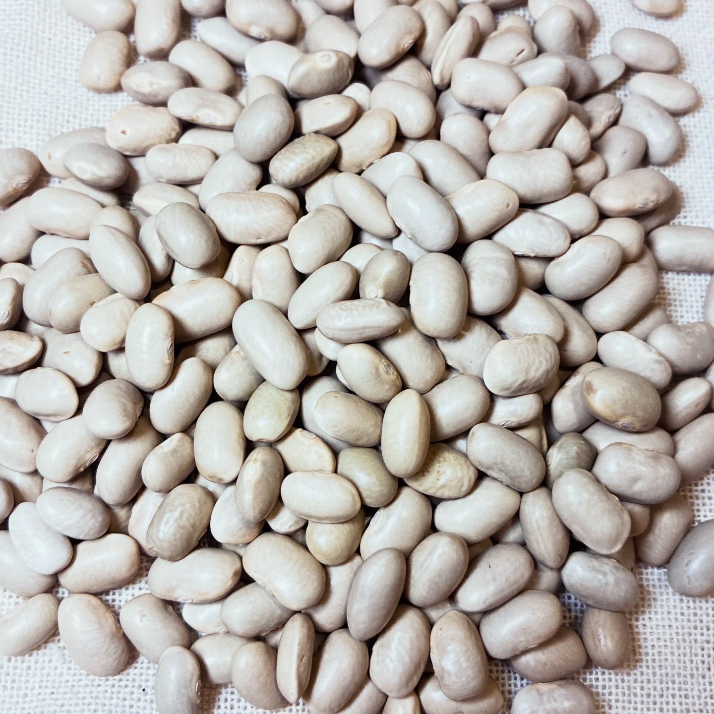 3 kg de porotos tórtola - Bobby Beans Ltda
